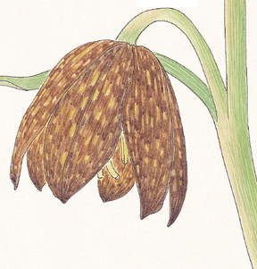 detail of chocolate lily watercolor