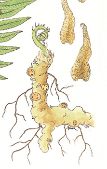 Polypodium glycyrrhiza DETAIL